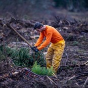 la forêt de demain