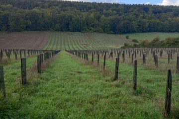 Boisement - Aubéguimont (76)